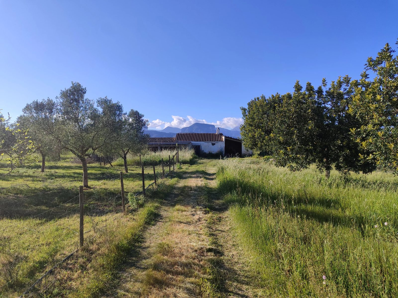 Finca a Binissalem amb oliveres, garrovers i la Serra de Tramuntana al fons